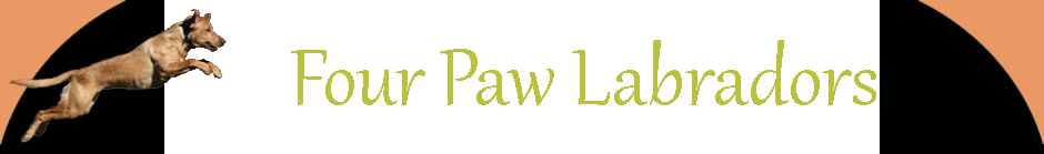  FourPaw Kennels -- Yellow and Fox Red Labrador Retrievers and Puppies 